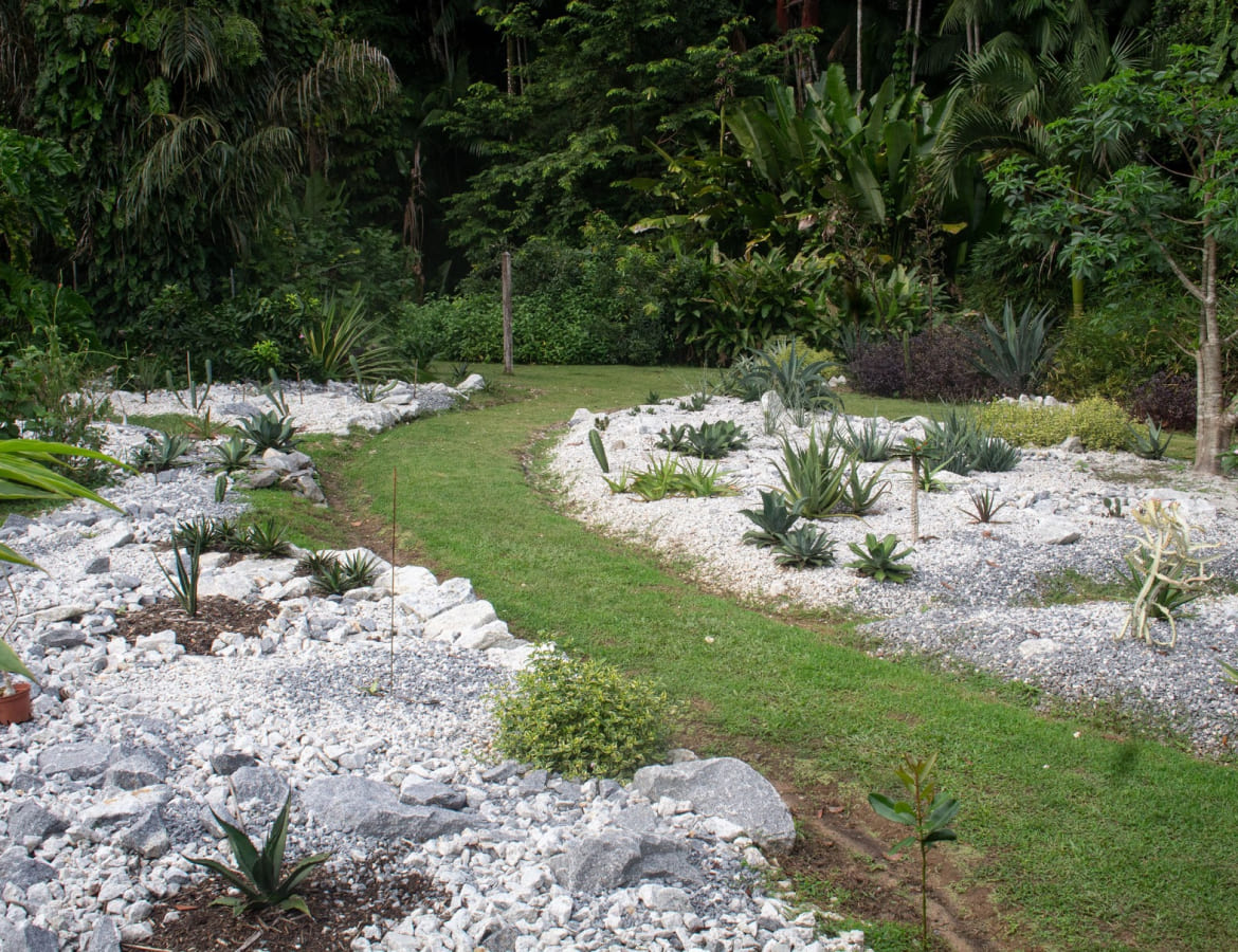 gallery-Cactarium-cactus-agave-aloe-jardin-botanique-guyane