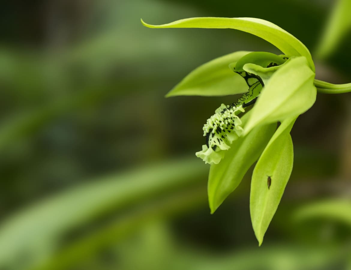 Coelogyne Pandurata