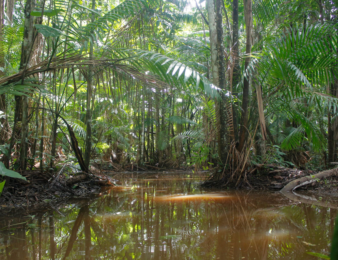 Pripris eau bassin foret marecageuse