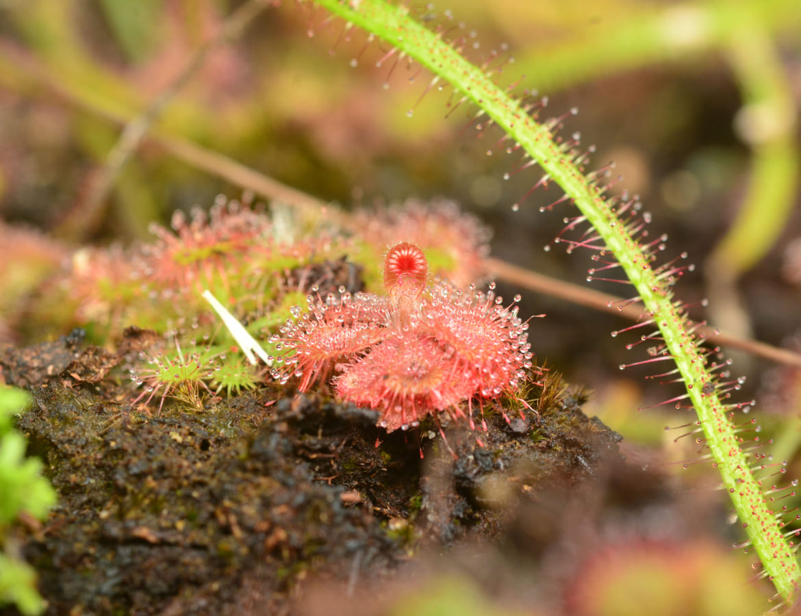gallery-Plantes-carnivores-Droseras_jardin-botanique-guyane