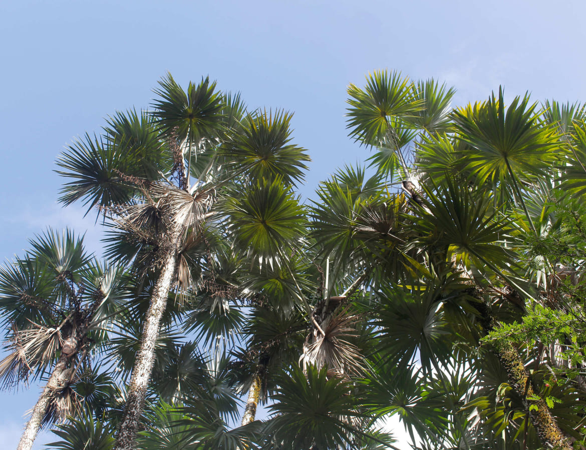 mauritiella-palmier-palmetum-jerdin-botanique-guyane