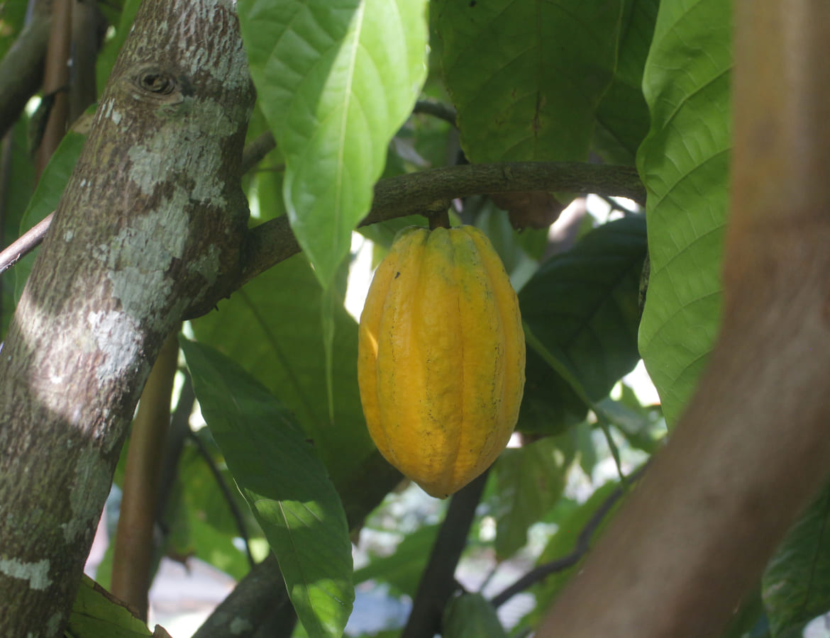 Theobroma Cacao cabosse