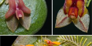 Lepanthes de Guyane L. ravetii; L. cremersii; L. cercion