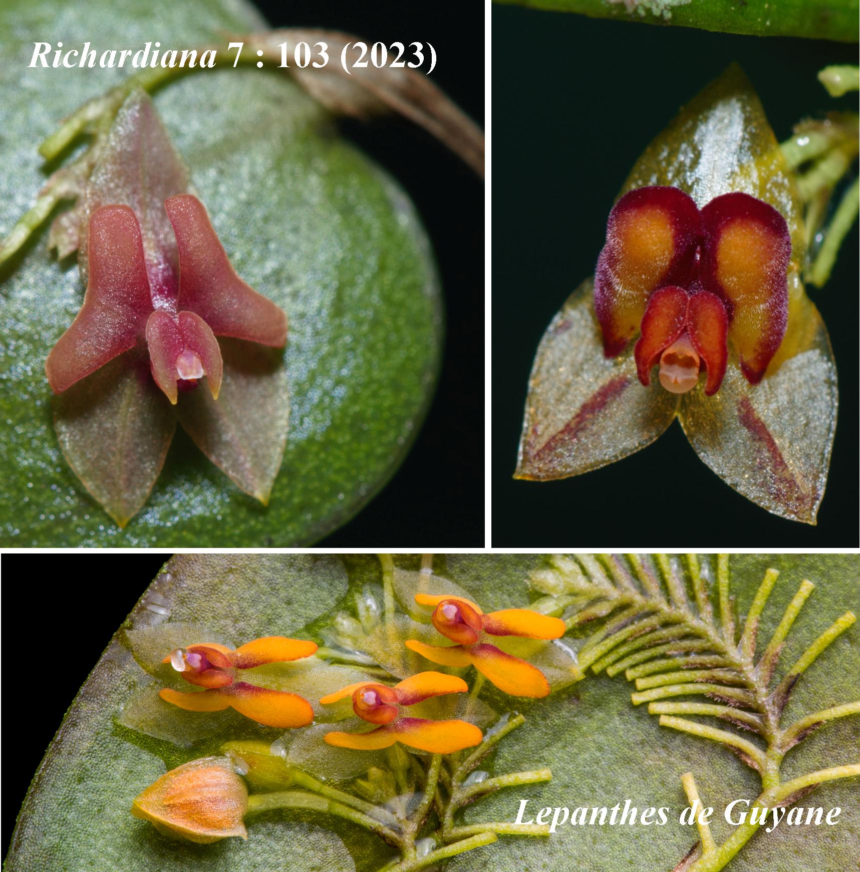 Lepanthes de Guyane L. ravetii; L. cremersii; L. cercion