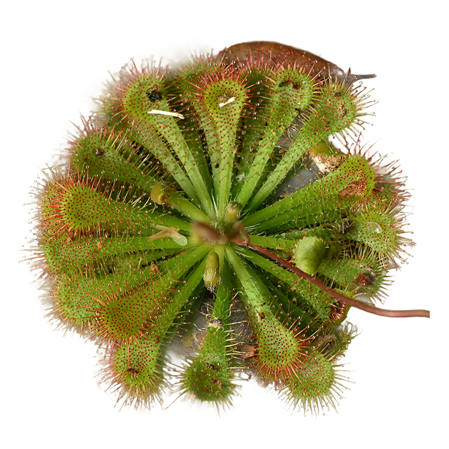 Plantes-carnivores Plantes-carnivores