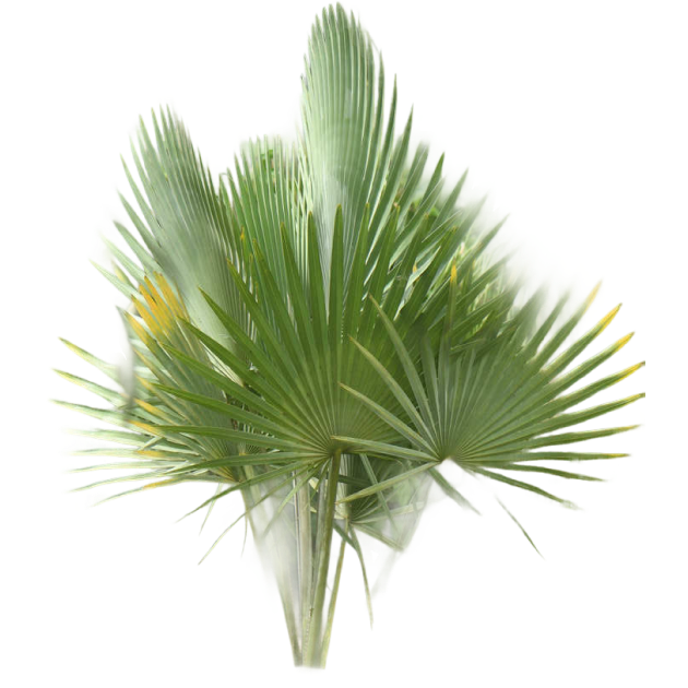 arboreto-palmetum arboreto-palmetum