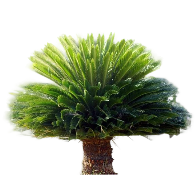 jardin-cretaceo jardin-cretaceo