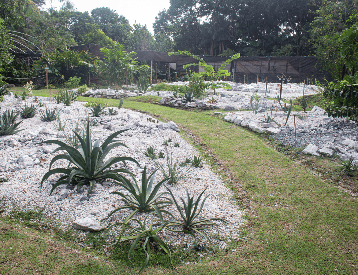01-gallery-Cactarium-cactus-agave-aloe