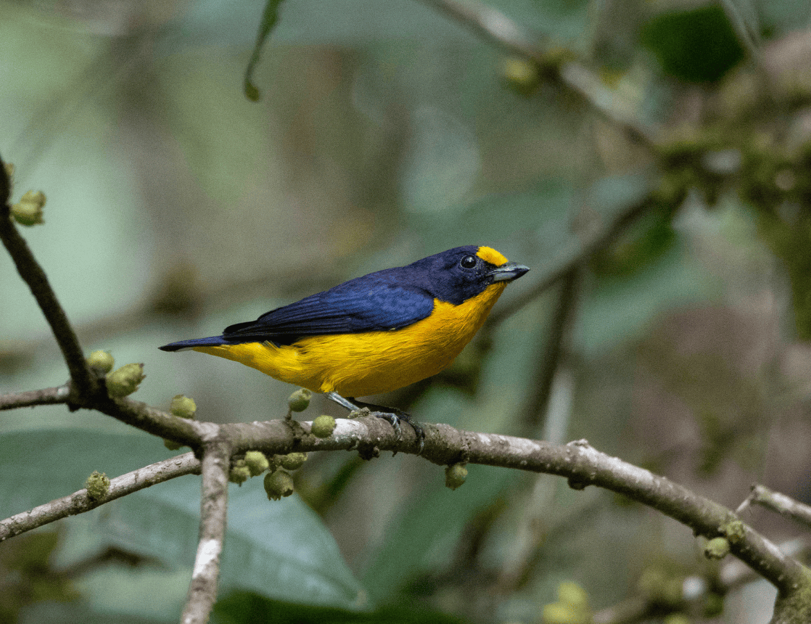 jardin botanique de guyane oiseauX