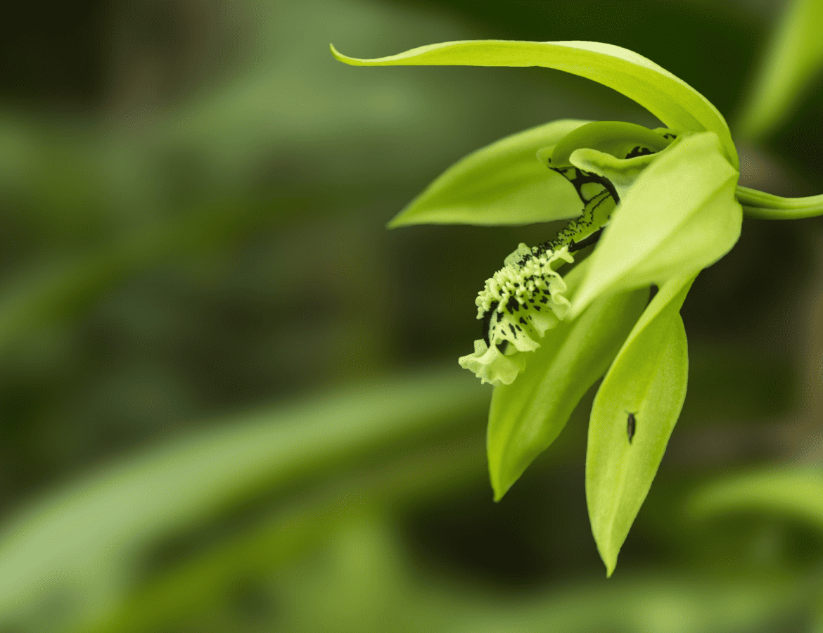 Coelogyne-pandurata-jardin-botanique-guyane