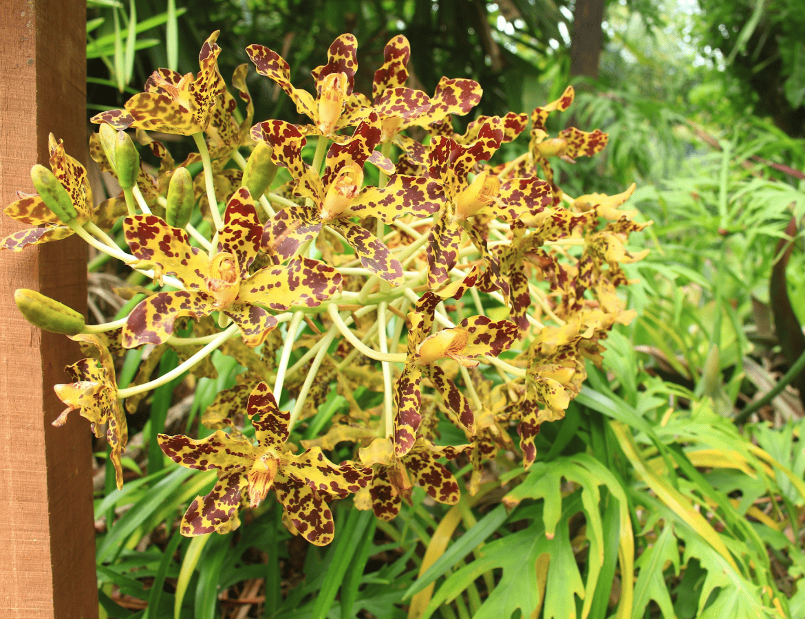 Grammatophyllum-speciosum