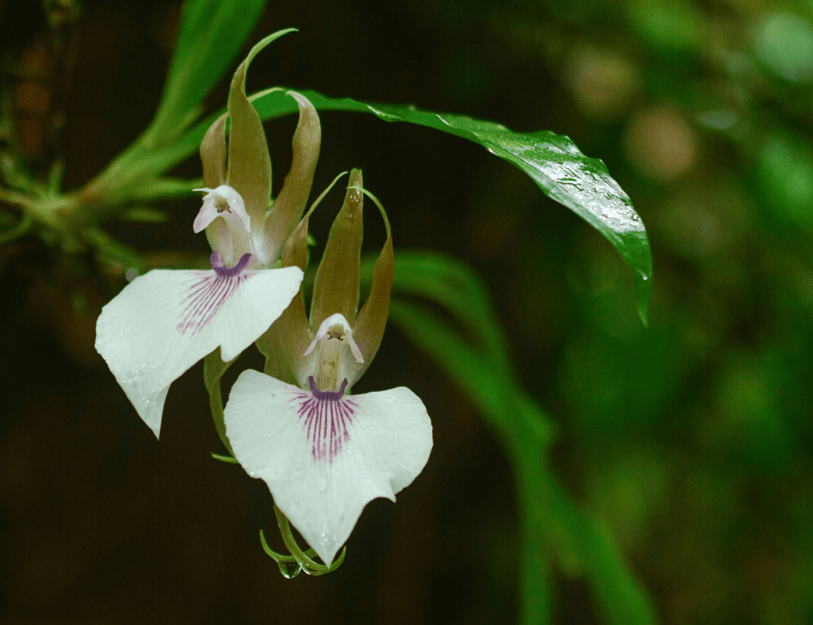 Zygosepalum-labiosum