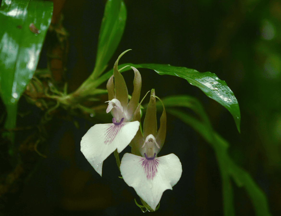 Zygosepalum-labiosum-jardin-botanique-guyane