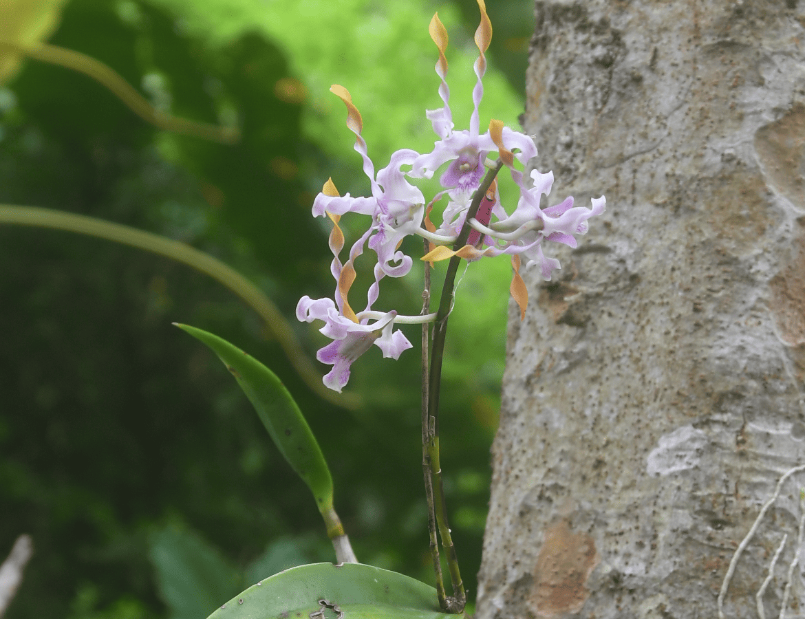 dendrobium-antilope-orchidees