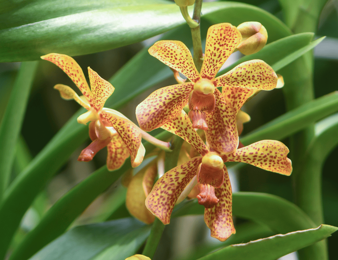 orchidee-jardin-botanique-guyane