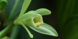 Vanilla planifolia variegata jardin botanique guyane