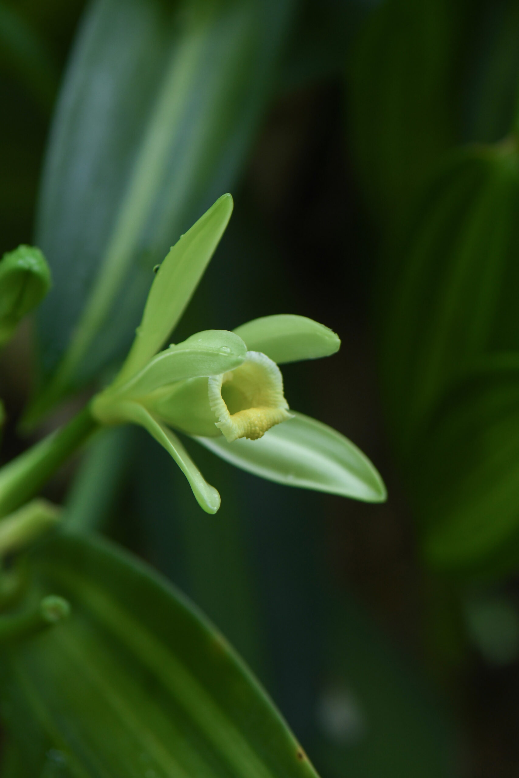 Vanilla planifolia variegata jardin botanique guyane