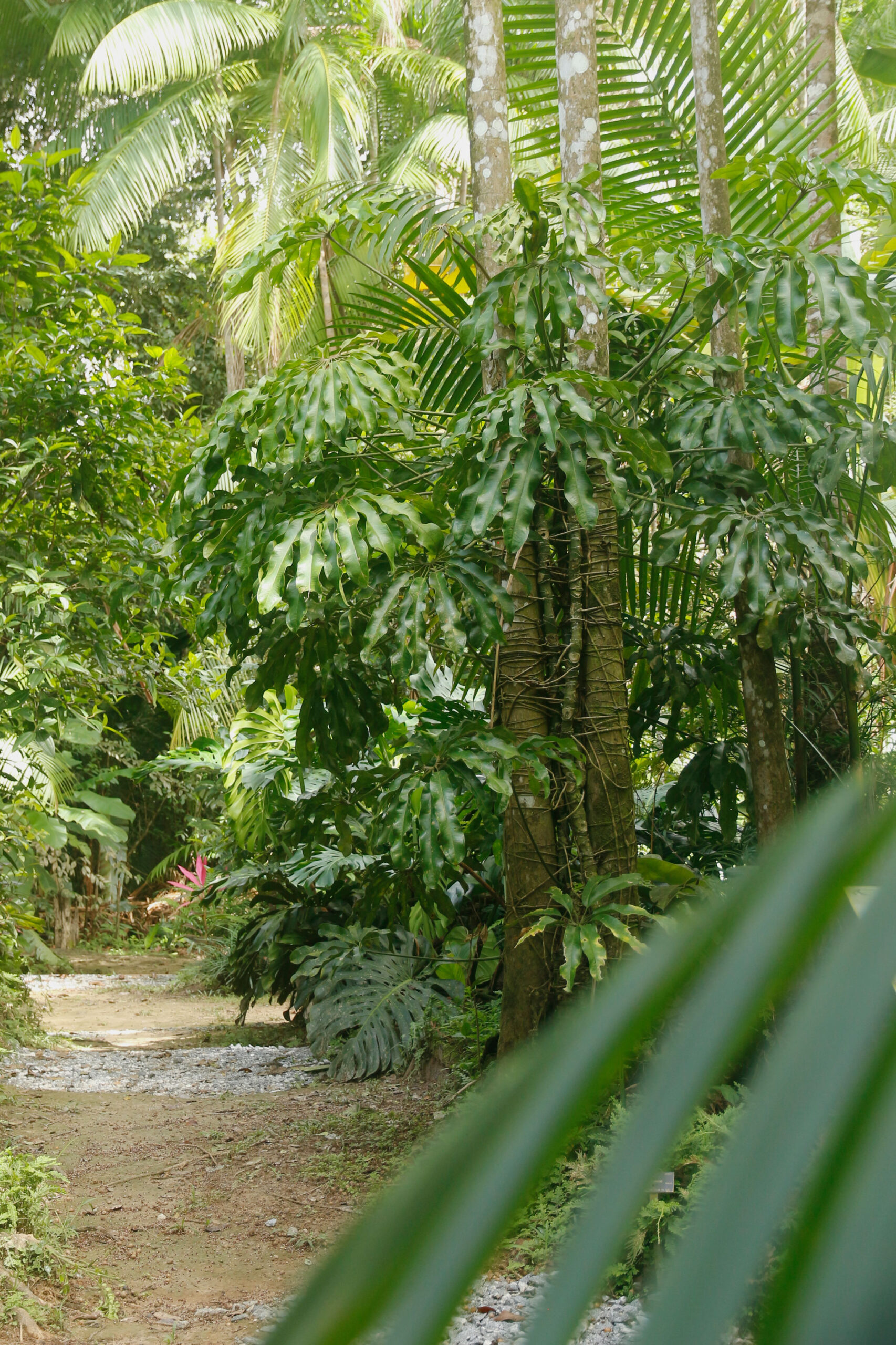 Anthurium_eminens_plante_jardin_botanique_guyane