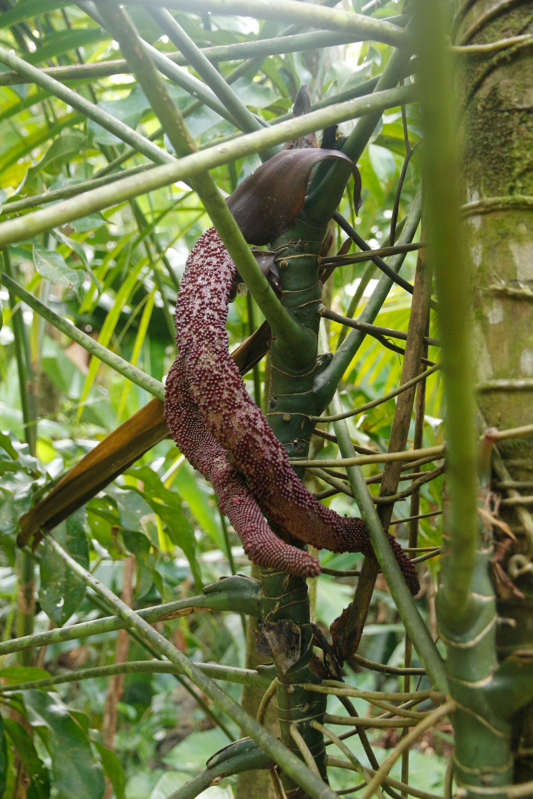 Anthurium_eminens_plante_jardin_botanique_guyane