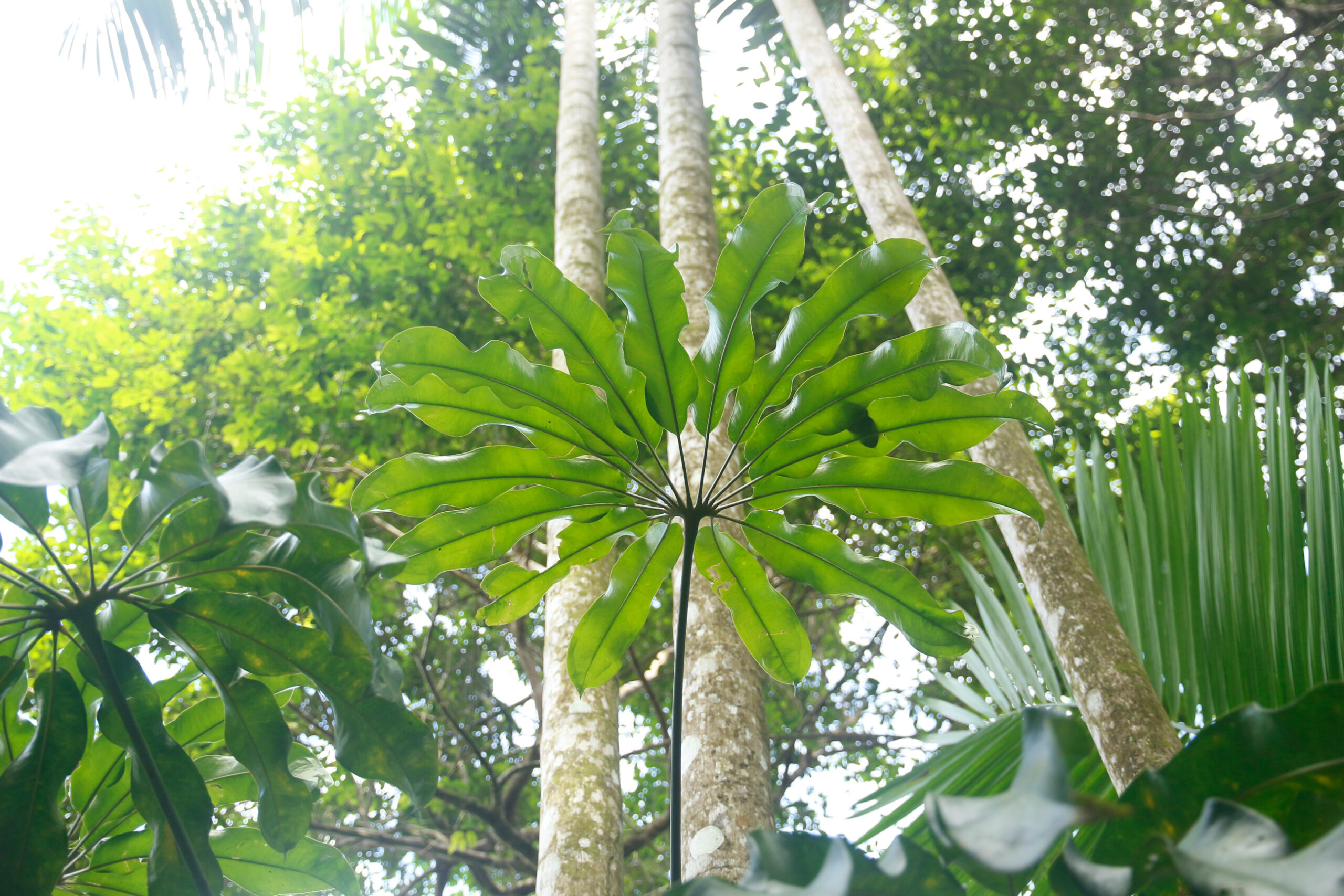 Anthurium_eminens_plante_jardin_botanique_guyane