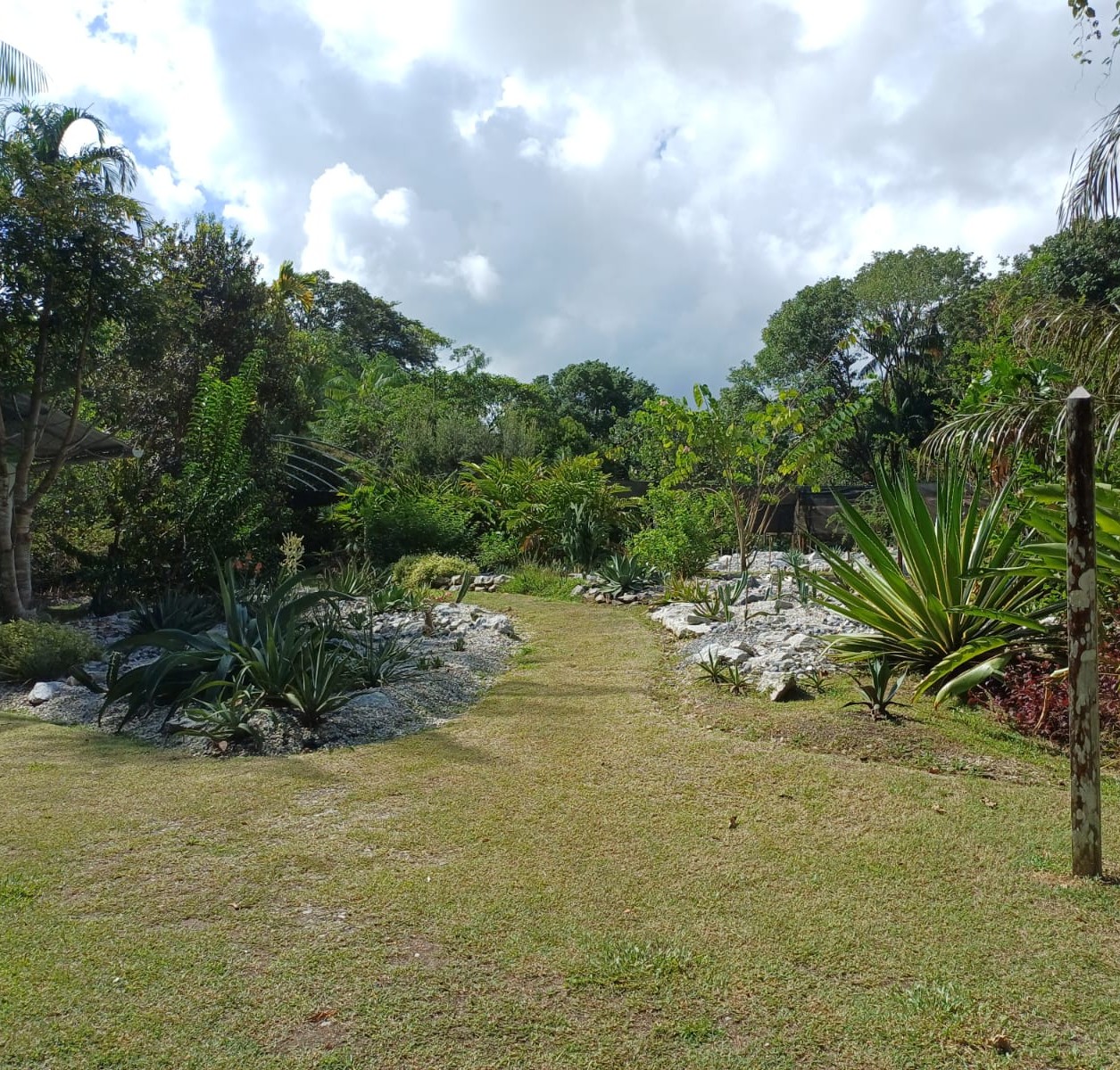 Aloe-jardin-botanique-de-Guyane