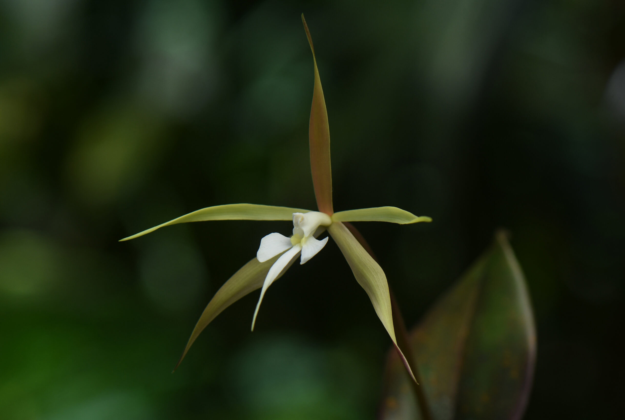 Epidendrum-occultiracemosum.-Jardin-botanique-de-Guyane