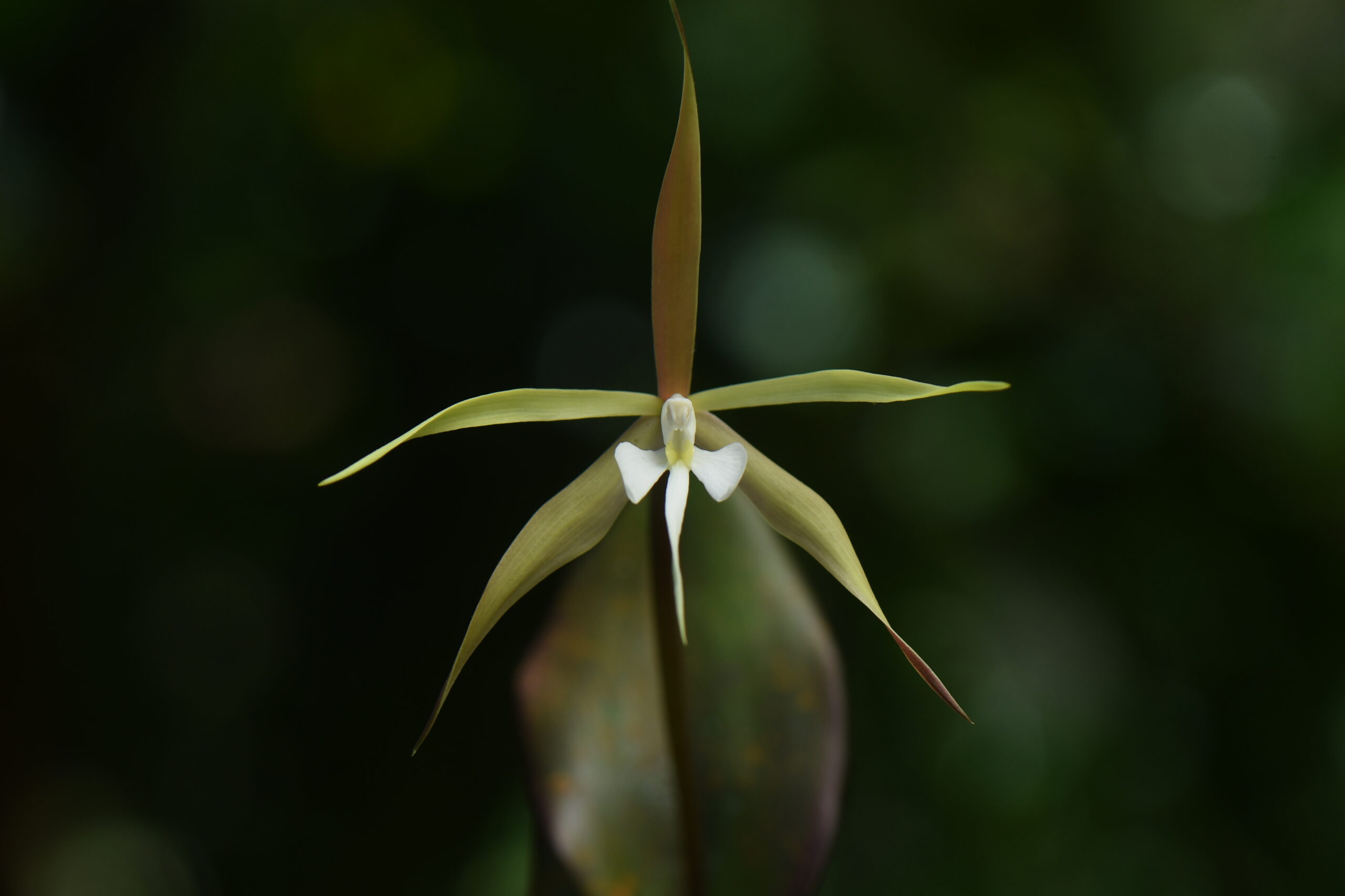 Epidendrum-occultiracemosum.-Jardin-botanique-de-Guyane