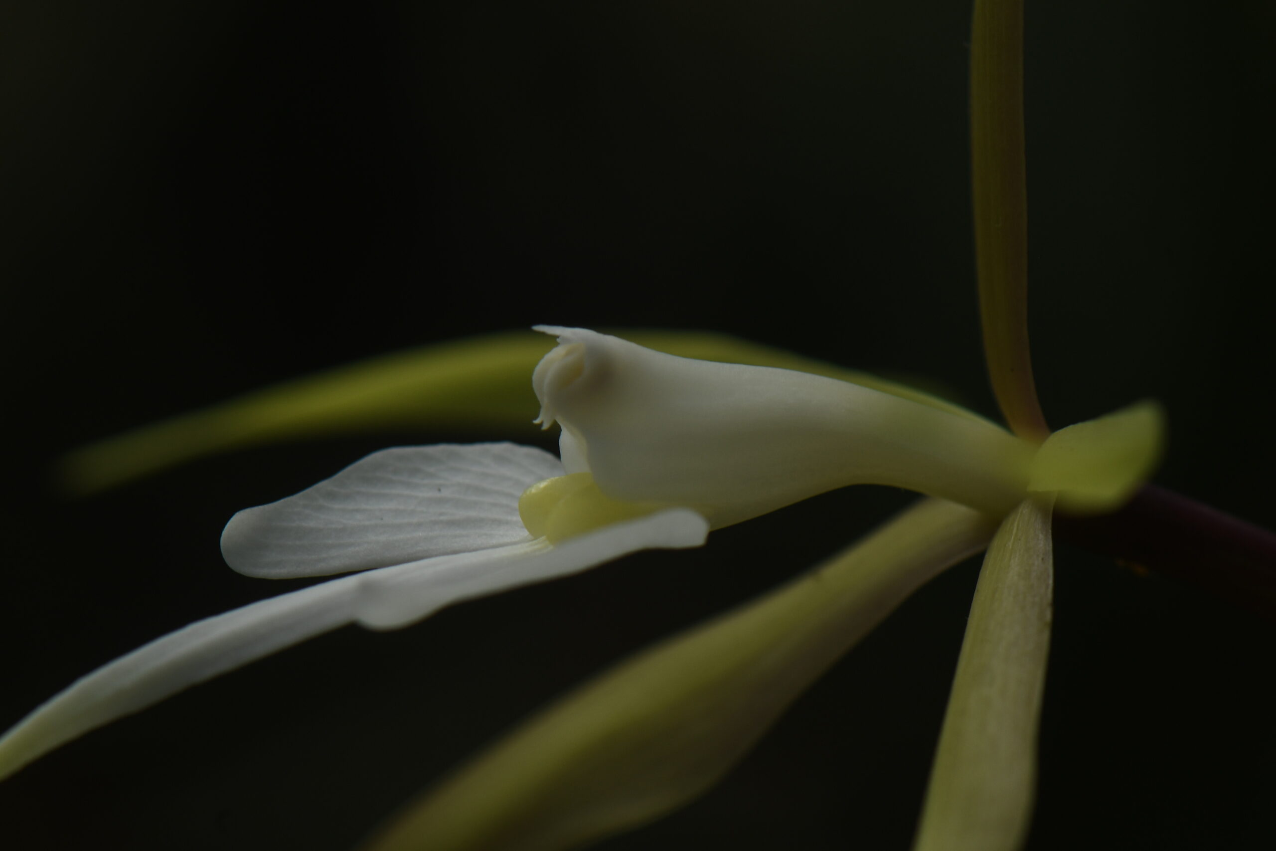 Epidendrum-occultiracemosum.-Jardin-botanique-de-Guyane