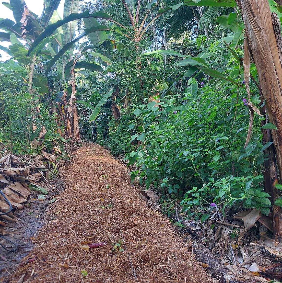 Syntropie-Ligne-centrale-de-production-paillee