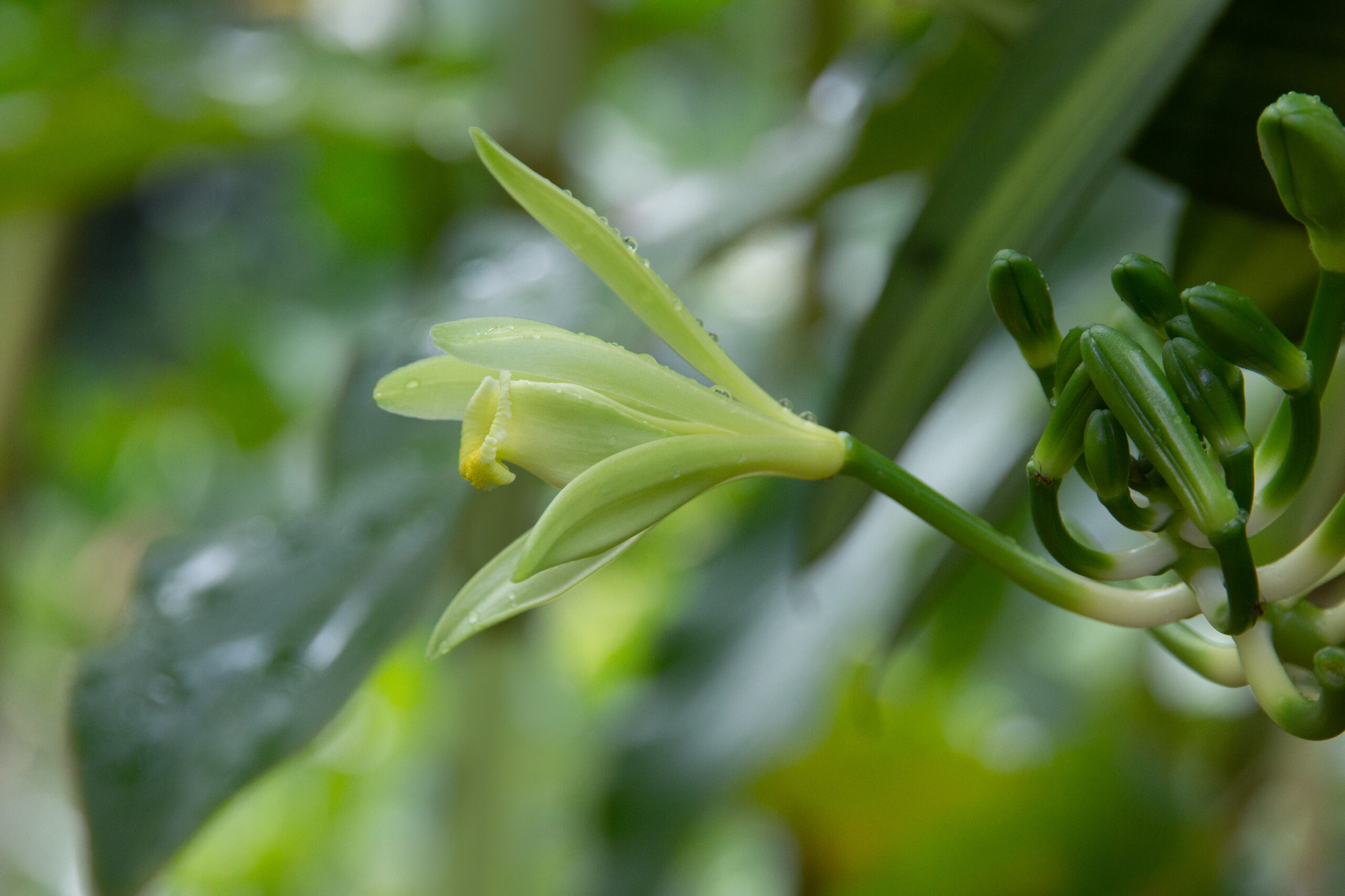 Vanilla_planifolia_variegata_jardin_botanique_guyane