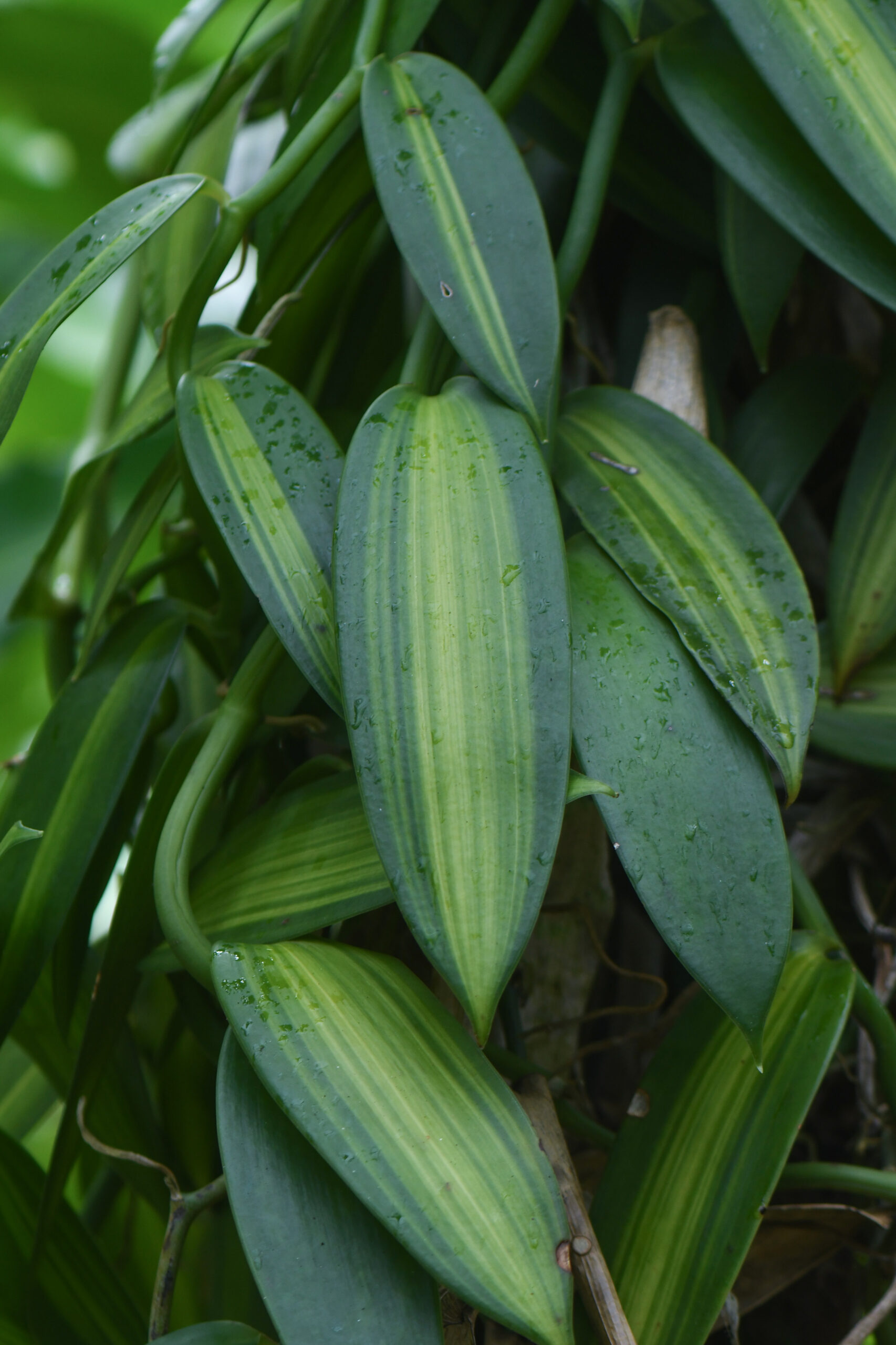 Vanilla_planifolia_variegata_jardin_botanique_guyane