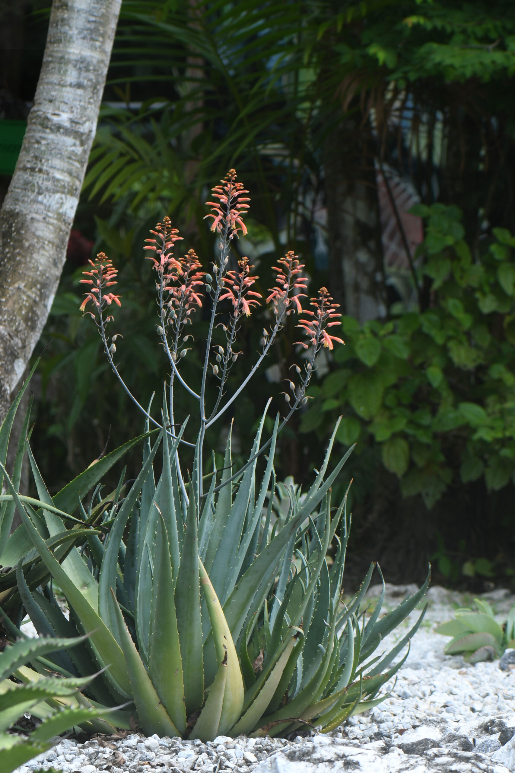 aloe_chabaudii_cactarium_jardin_botanique_guyane