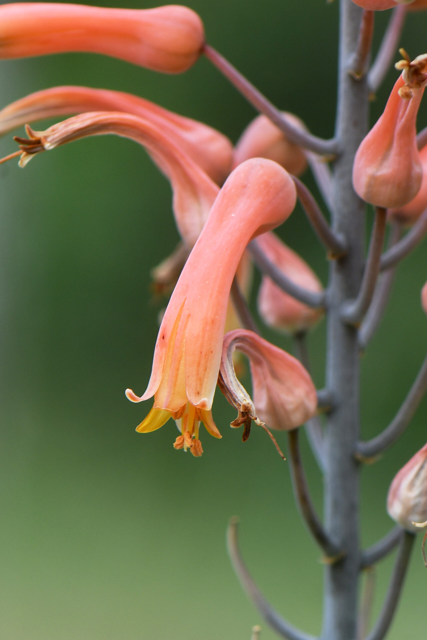 aloe_chabaudii_cactarium_jardin_botanique_guyane