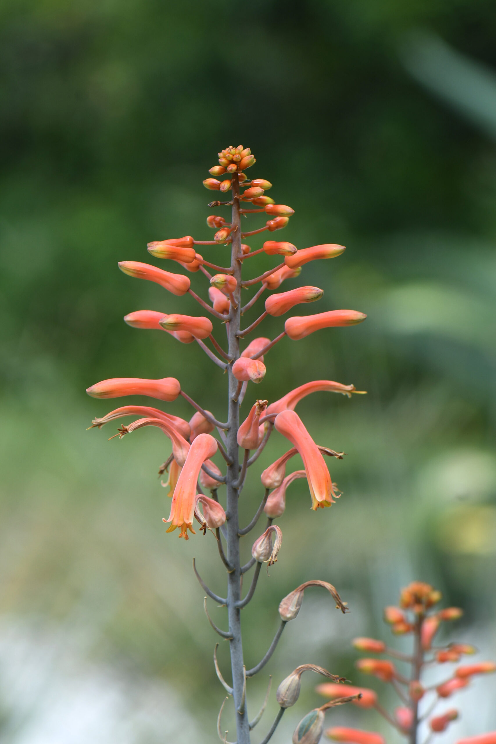 aloe_chabaudii_cactarium_jardin_botanique_guyane