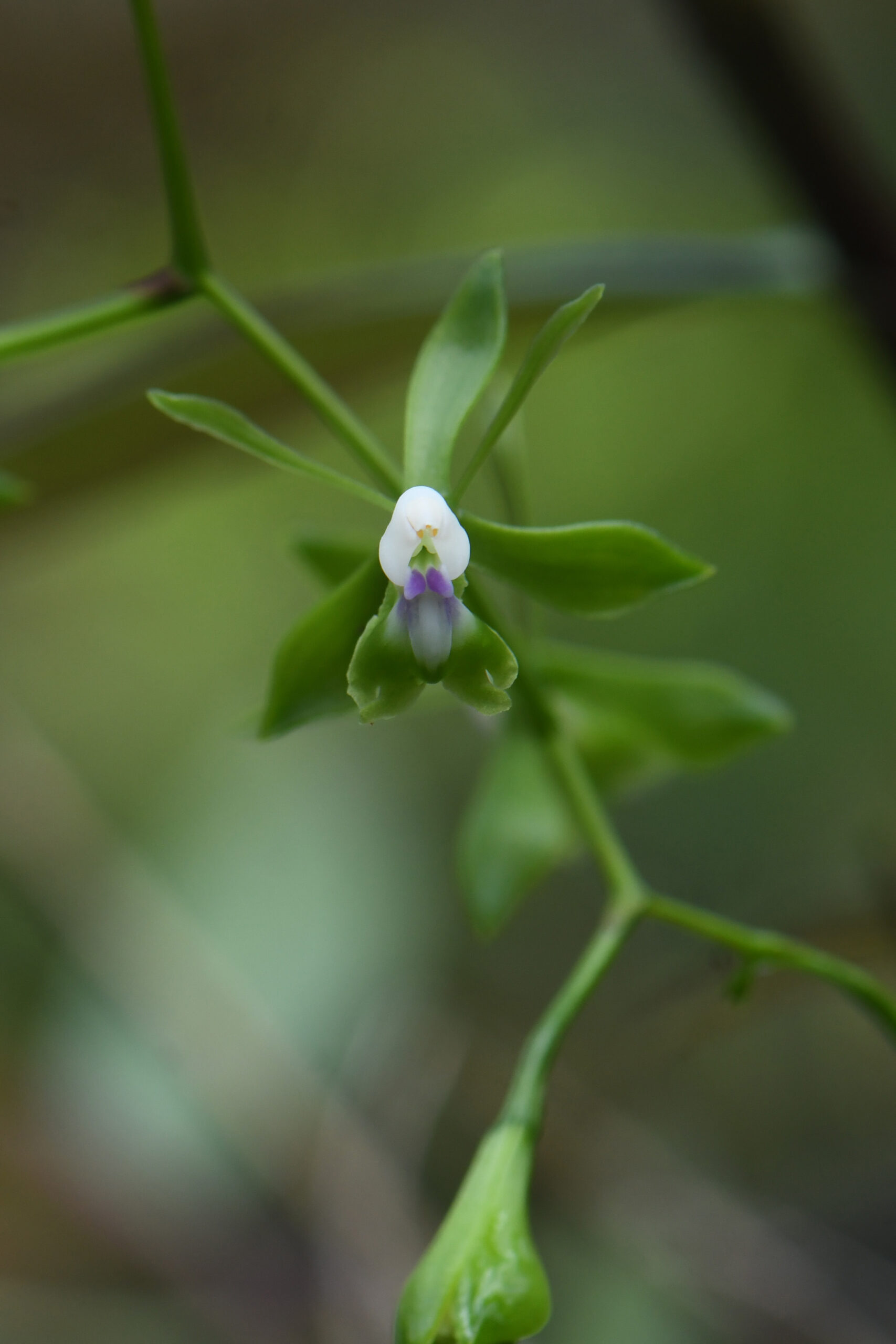 epidendrum_guiardianum_jardin_botanique_guyane