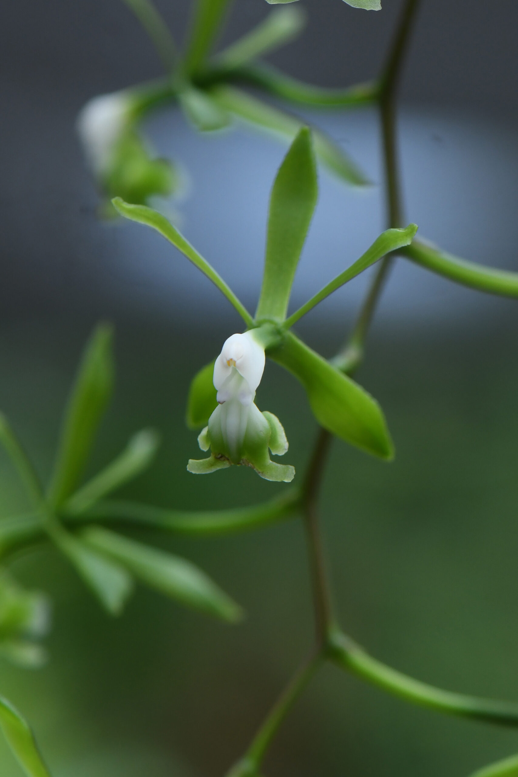 epidendrum_guiardianum_jardin_botanique_guyane